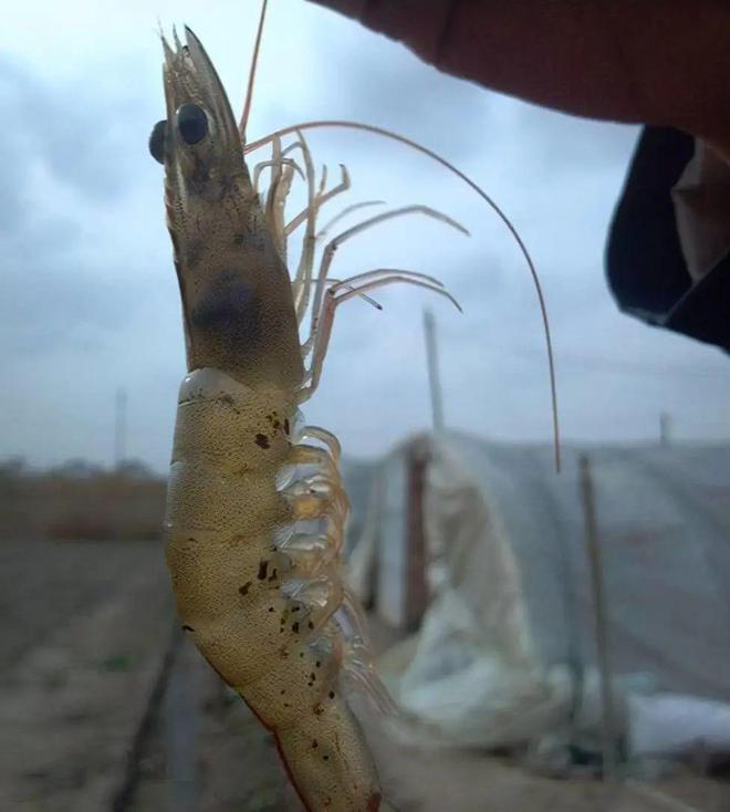 對蝦黑鰓褐斑綜合癥怎么辦？