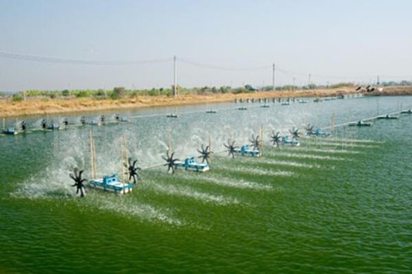 養(yǎng)蝦幾大注意事項，收藏起來！