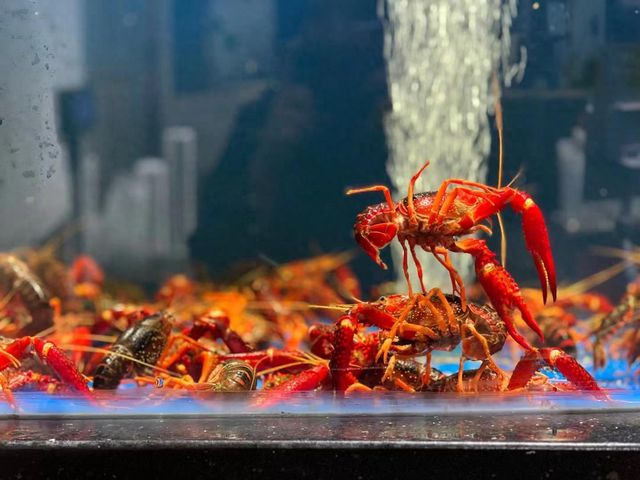 降溫來(lái)襲小龍蝦苗防寒刻不容緩