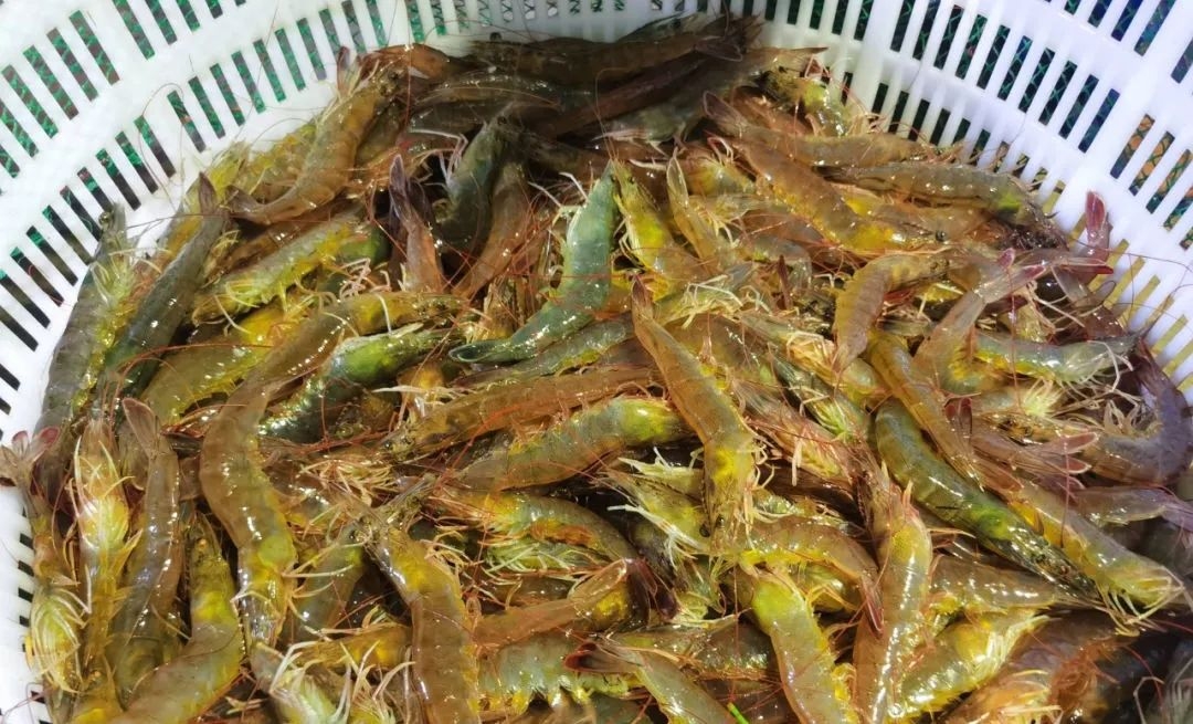 溫棚養(yǎng)殖南美白對蝦連續(xù)蛻殼怎么辦？