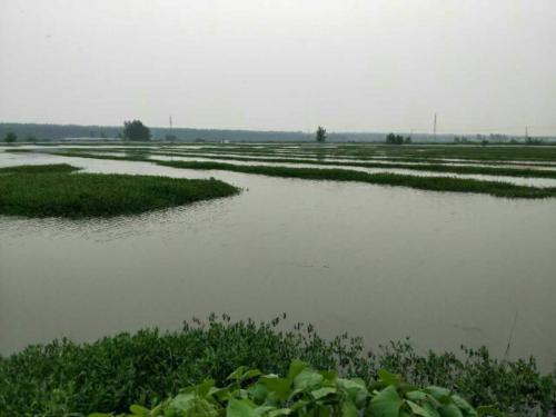 開春后小龍蝦如何養(yǎng)殖才能確保一個(gè)良好的開局?