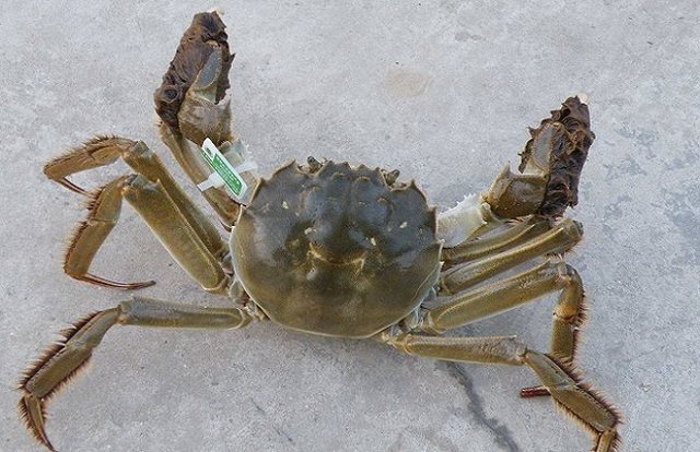 六月蟹事  加強(qiáng)管理促生長 調(diào)理肝腸保健康