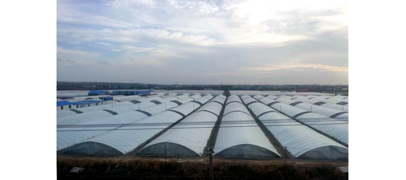 小棚秋蝦養(yǎng)殖日常管理要點