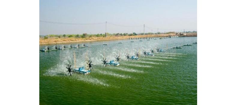 養(yǎng)蝦幾大注意事項，收藏起來！