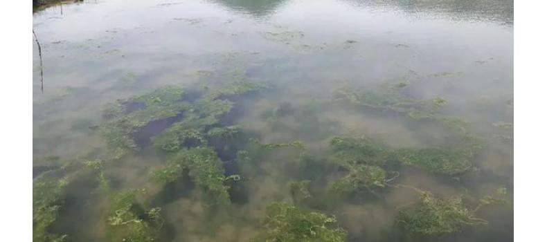 秋冬季節(jié)池塘的青苔如何消殺？