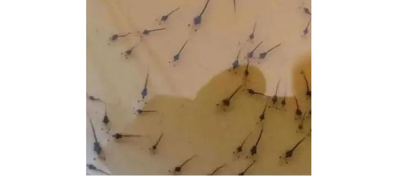 南美白對(duì)蝦小棚標(biāo)粗流程