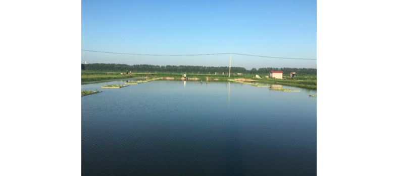 氨氮過高有哪些危害？該如何處理？